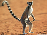 Madagaskar 6